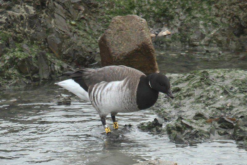 Brent Goose by Mick Dryden