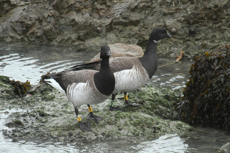 Brent Goose by Mick Dryden