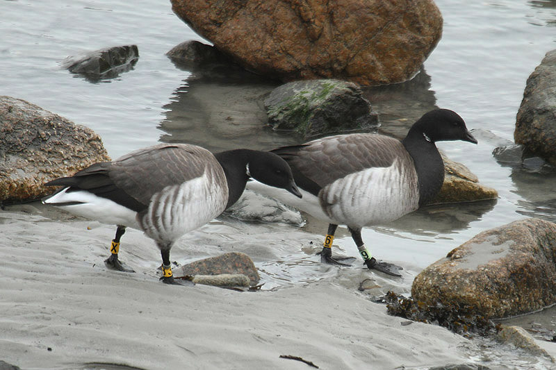 Brent Goose by Mick Dryden