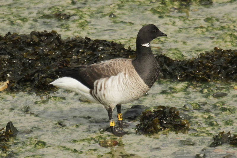 Brent Goose by Mick Dryden
