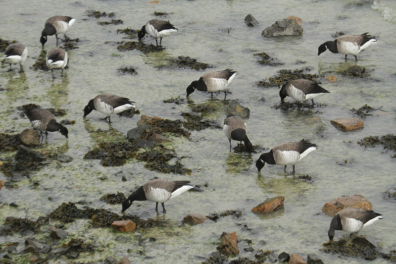 Brent Goose by Mick Dryden
