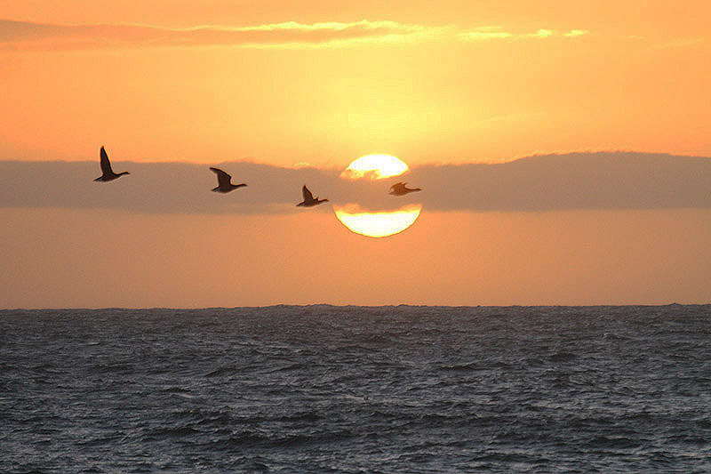 Brent Geese by Mick Dryden