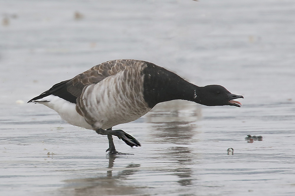 Brent Goose by Mick Dryden