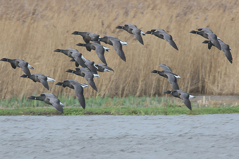 Brent Goose by Mick Dryden