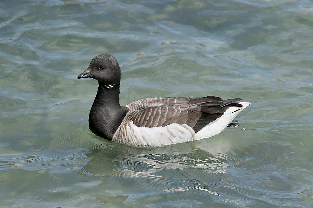 Brent Goose by Mick Dryden