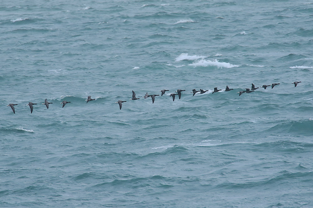 Brent Geese by Mick Dryden