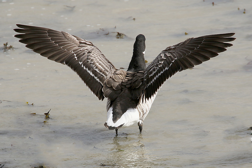 Brent Goose by Mick Dryden