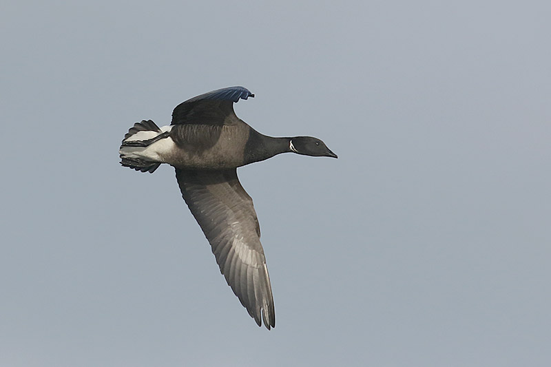 Brent Goose by Mick Dryden