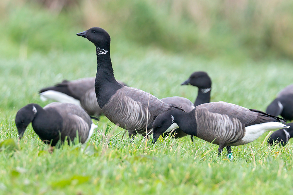 Brent Geese by Romano da Costa