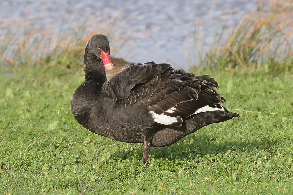 Black Swan by Mick Dryden