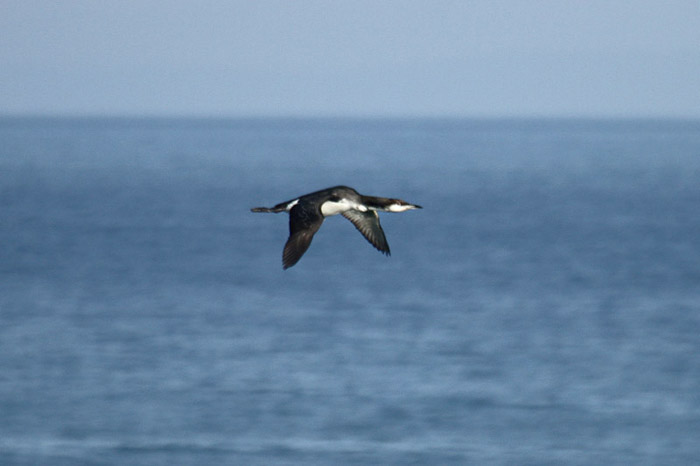 Black-throated Diver by Mick Dryden