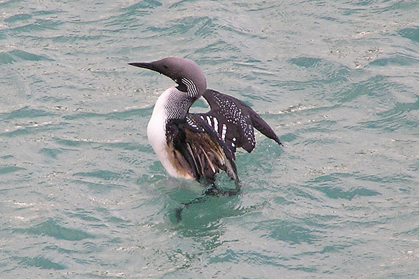 Black-throated Diver by Sarah Scriven