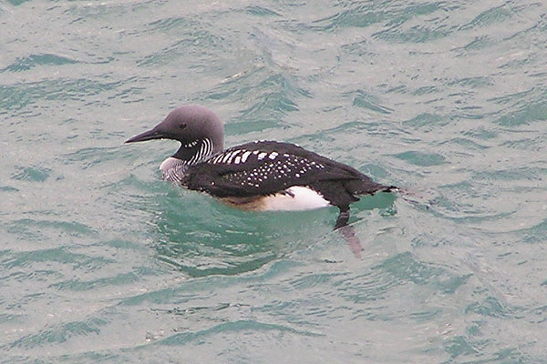 Black-throated Diver by Sarah Scriven