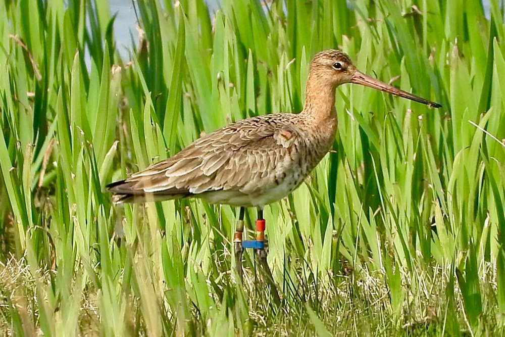 Black-tailed Godwit by Jo Bramley