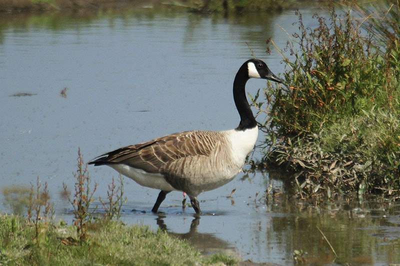 Canada Goose by Mick Dryden