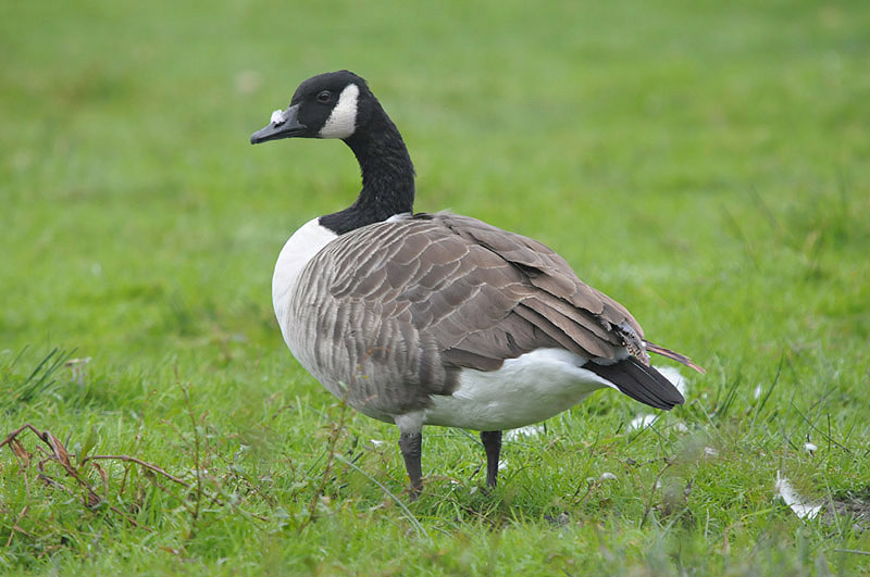 Canada Goose by Romano da Costa
