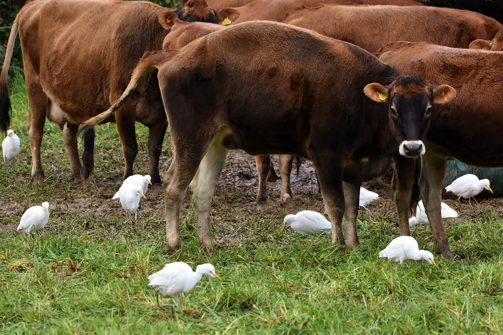 Cattle Egrets by Alan Gicquel