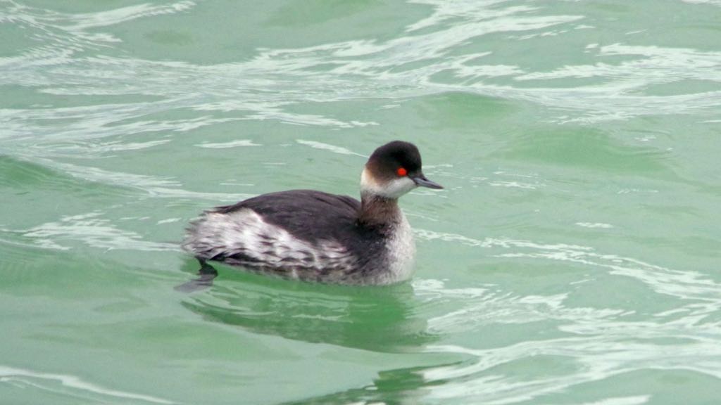 Black-necked Grebe by Chris Eve