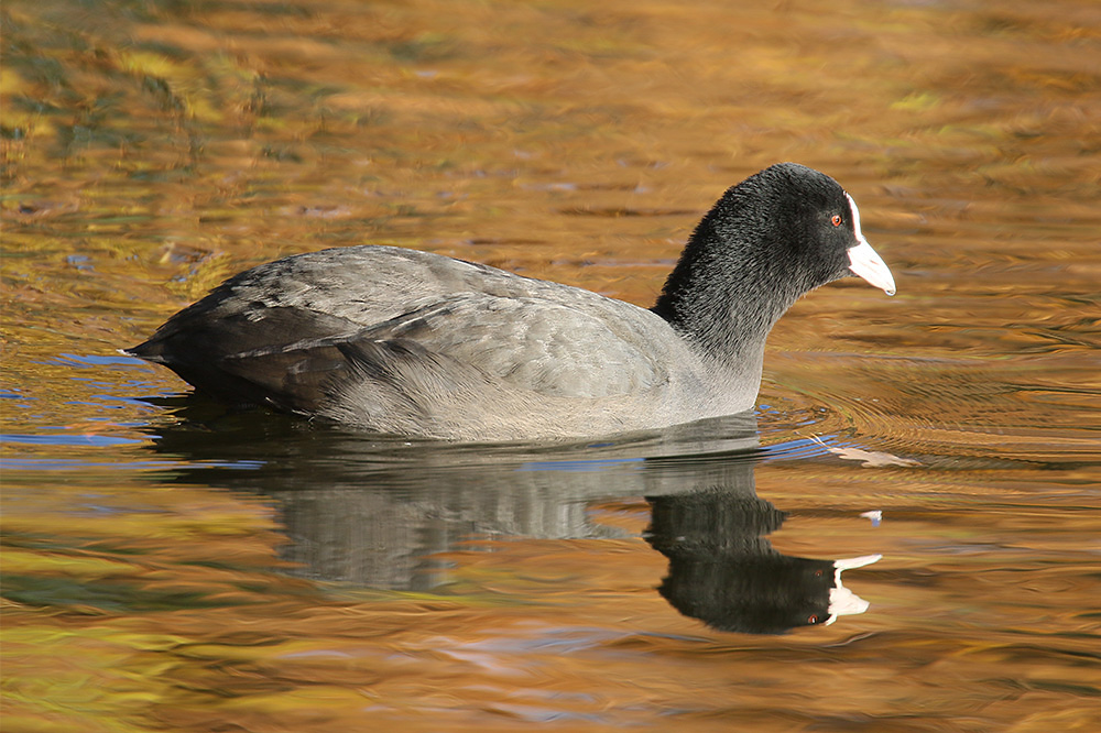 Coot by Mick Dryden