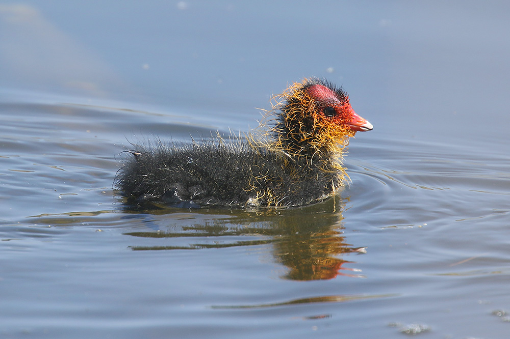 Coot by Mick Dryden