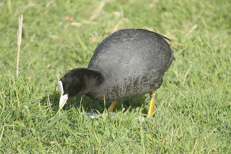 Coot by Mick Dryden