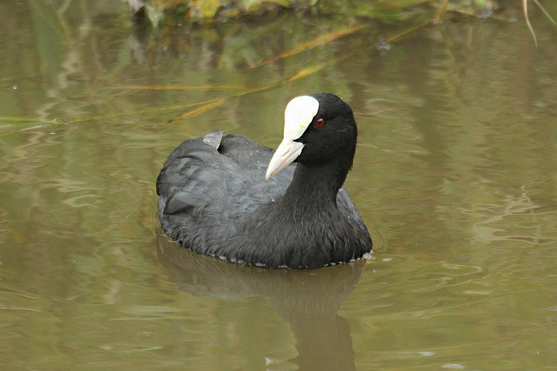 Coot by Mick Dryden