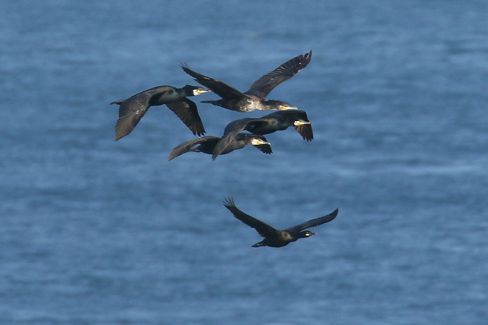 Cormorants by Mick Dryden