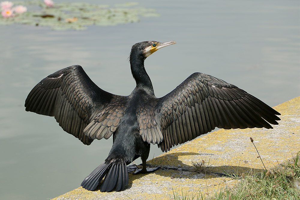 Cormorant by Mick Dryden