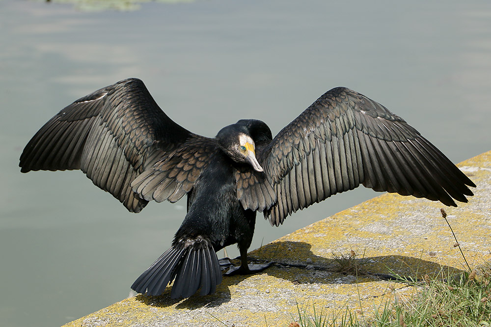 Cormorant by Mick Dryden