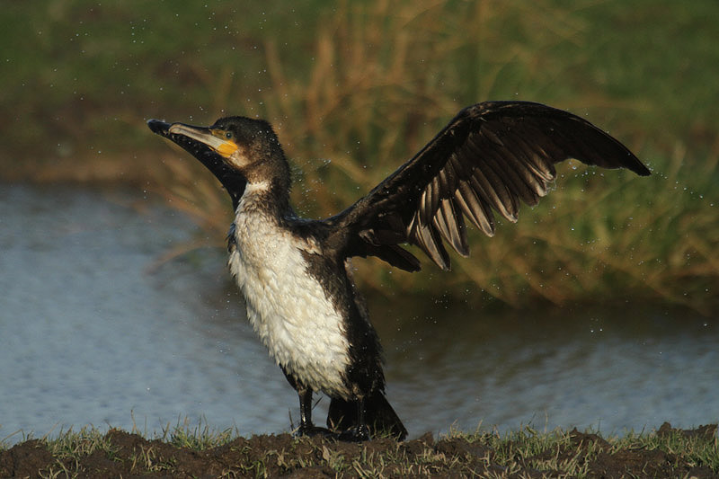 Cormorant by Mick Dryden