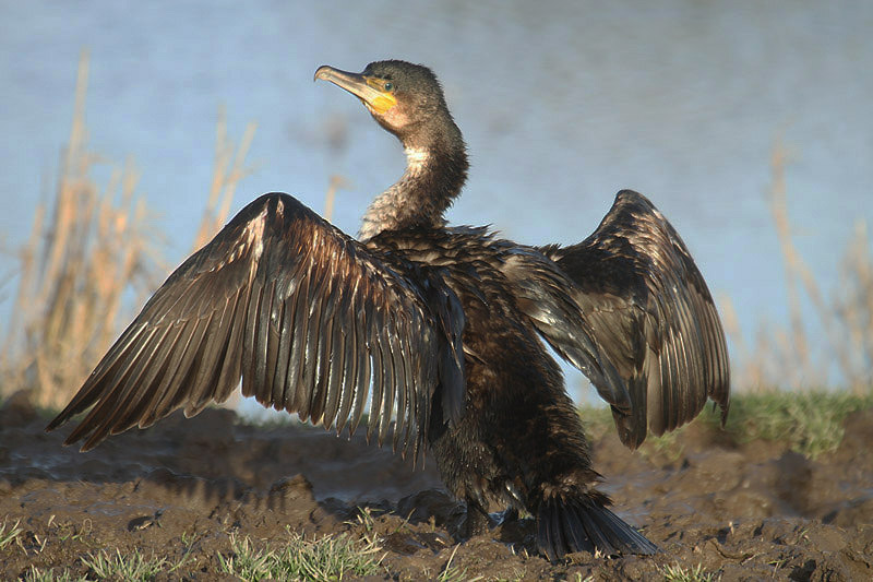Cormorant by Mick Dryden
