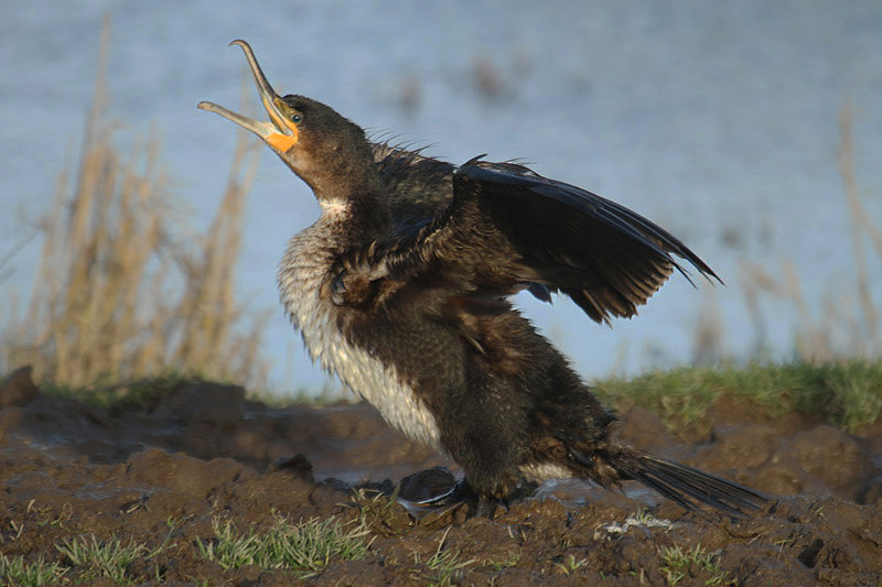 Cormorant by Mick Dryden