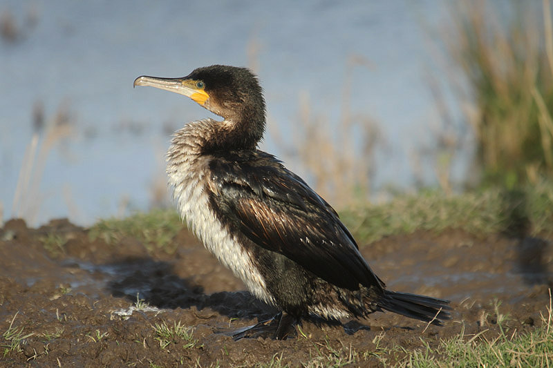 Cormorant by Mick Dryden