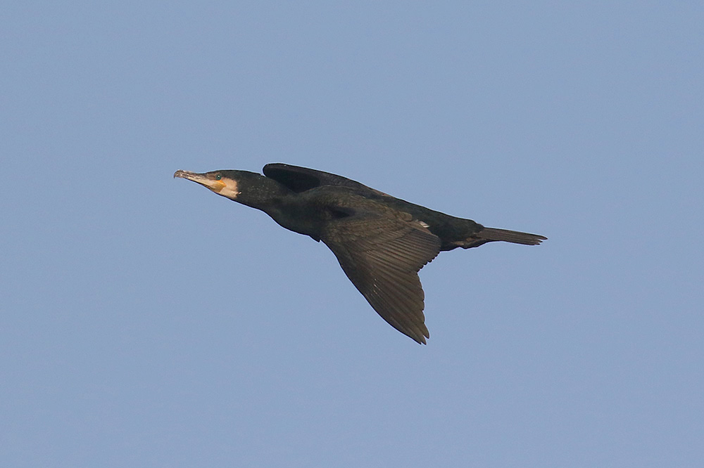 Cormorant by Mick Dryden