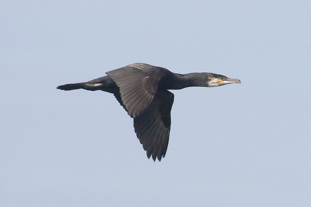 Cormorant by Mick Dryden