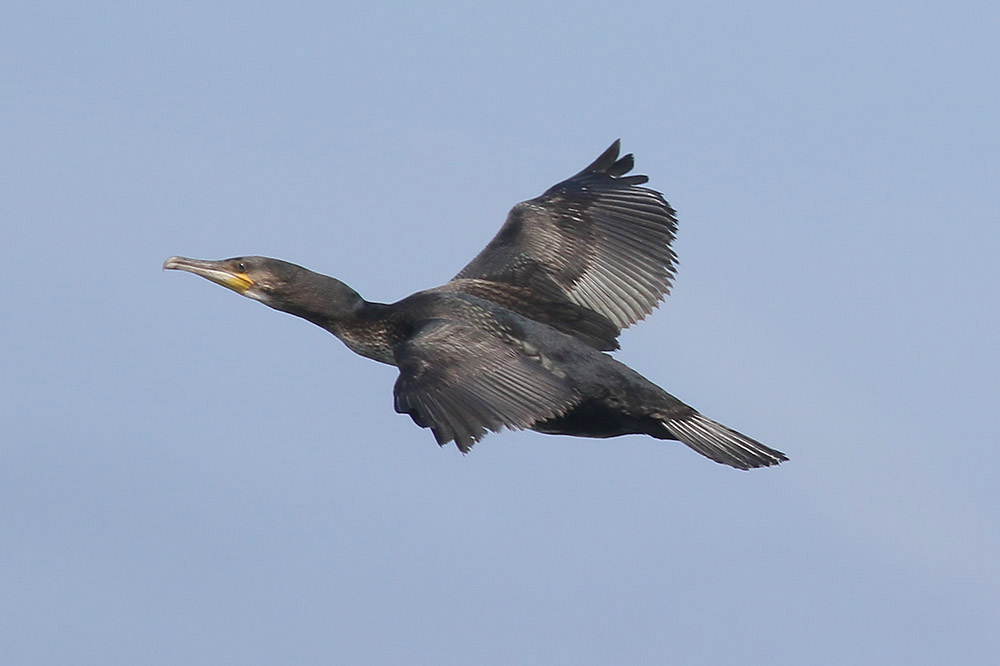 Cormorant by Mick Dryden