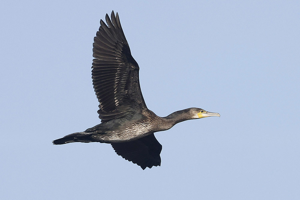 Cormorant by Mick Dryden