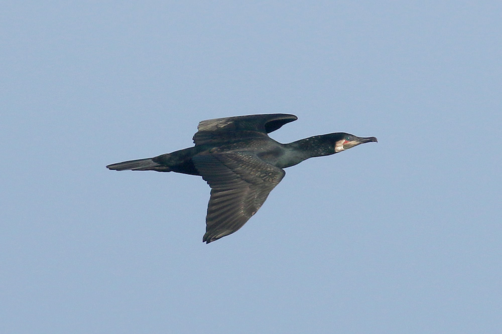 Cormorant by Mick Dryden