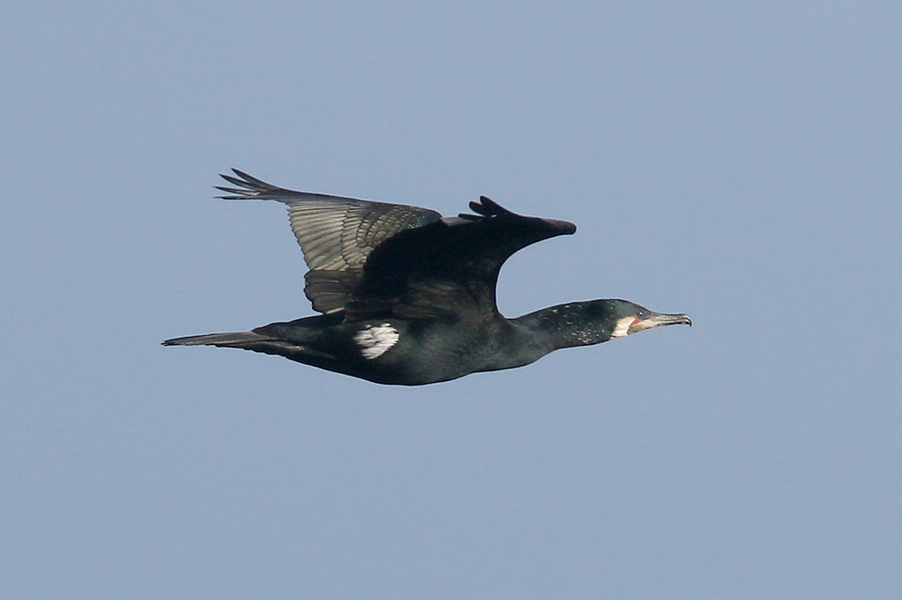 Cormorant by Mick Dryden