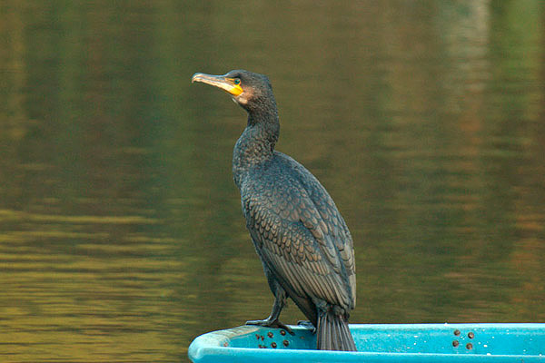 Cormorant by Andrew Koester