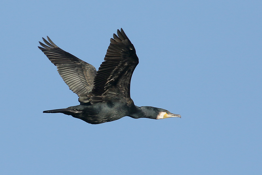 Cormorant by Mick Dryden