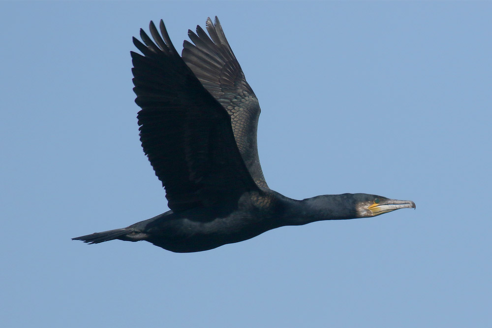 Cormorant by Mick Dryden