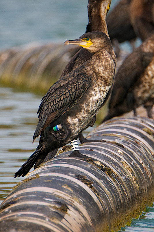 Cormorant by Paul Marshall