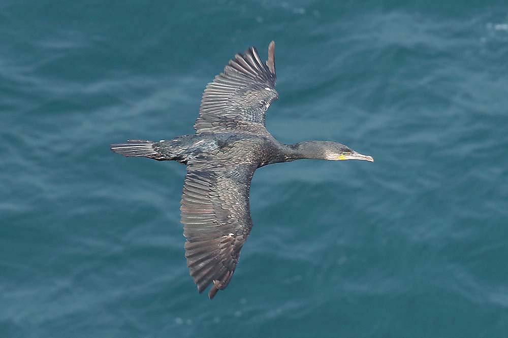 Cormorant by Mick Dryden