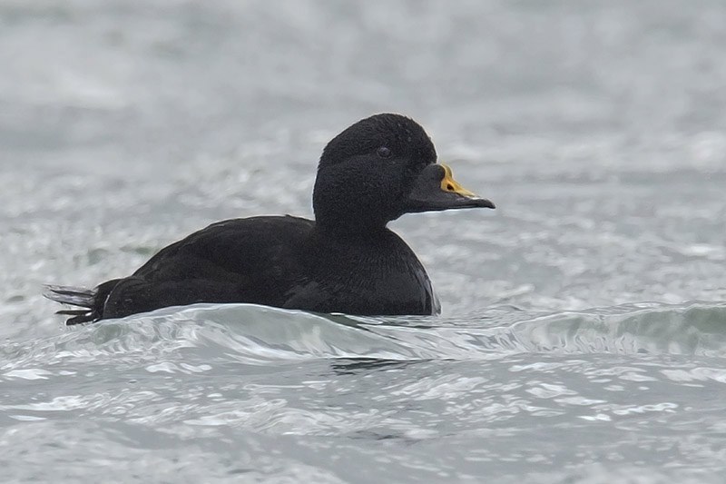 Common Scoter by Romano da Costa