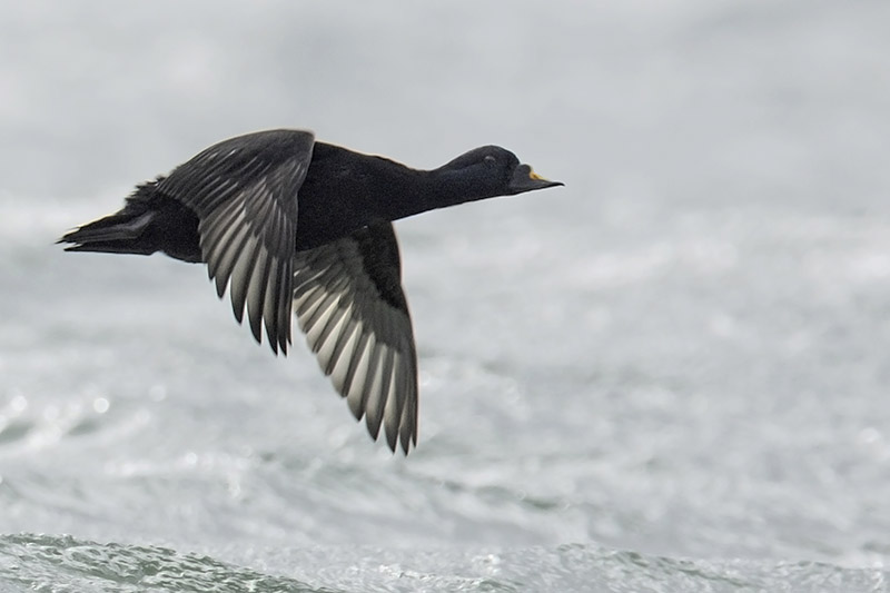 Common Scoter by Romano da Costa