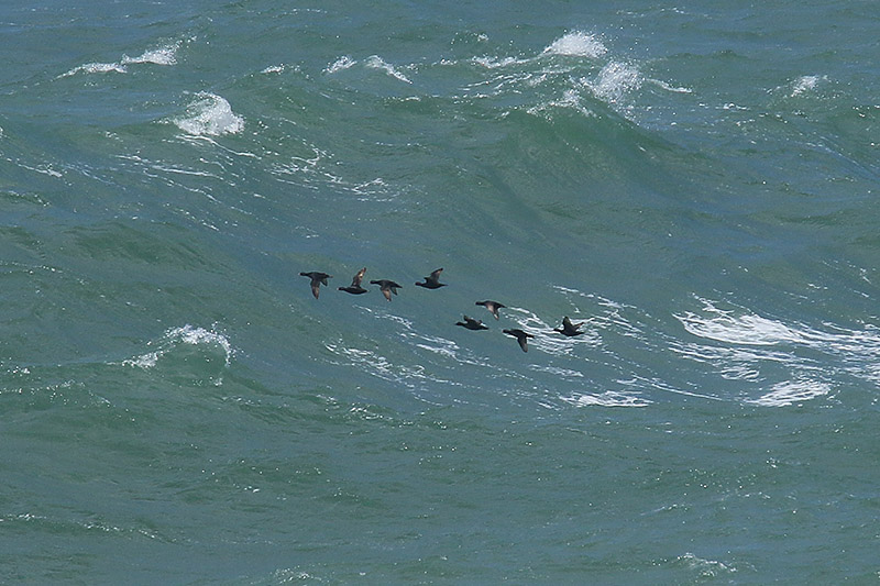 Common Scoters by Mick Dryden