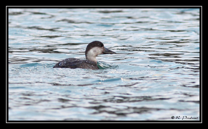 Common Scoter by Regis perdriat