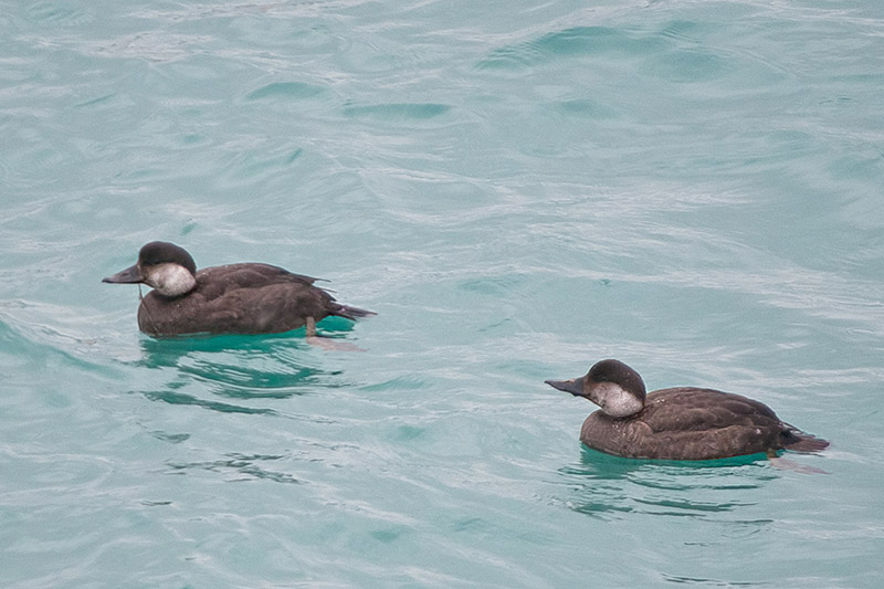 Common Scoter by Romano da Costa