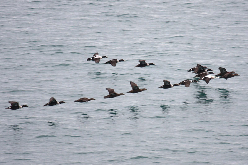 Common Eiders by Mick Dryden